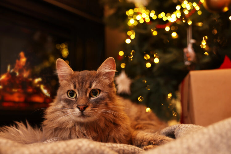 cat-christmas-tree