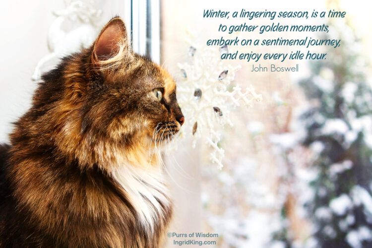 cat-window-snow