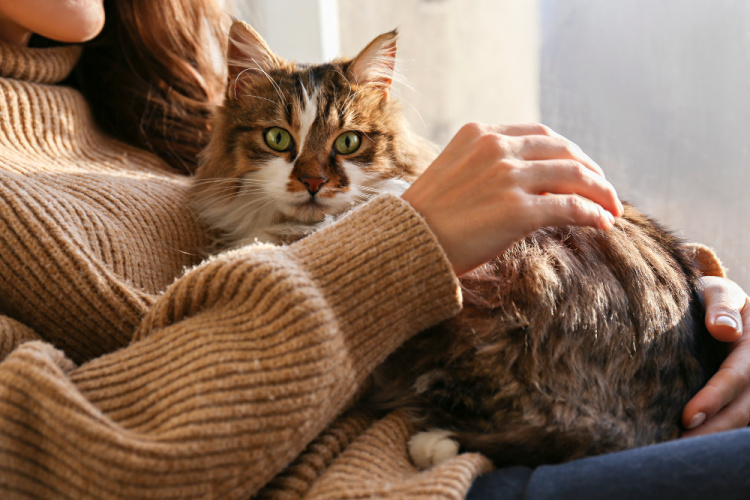 woman-cat-lap
