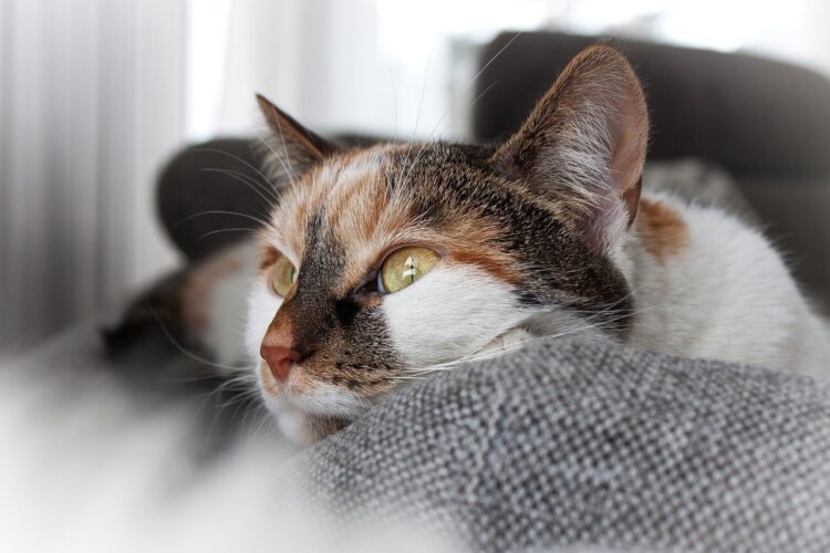 cat-window-sad