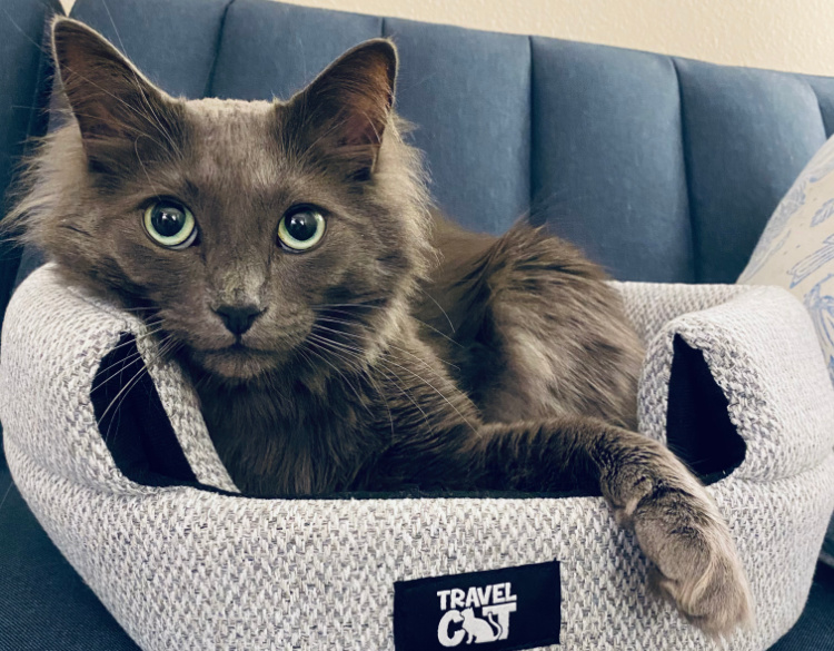 bear-grey-cat