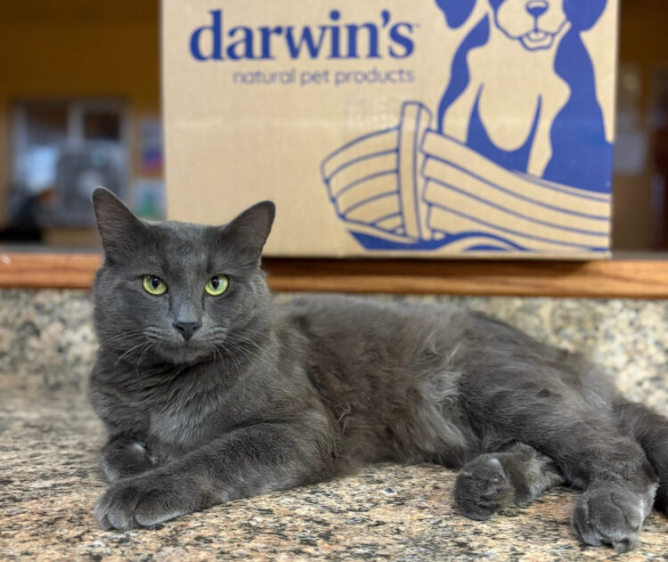 grey-cat