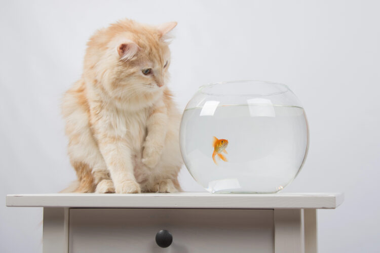 cat-with-goldfish