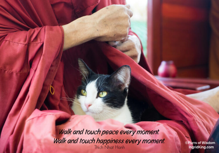 cat-with-monk
