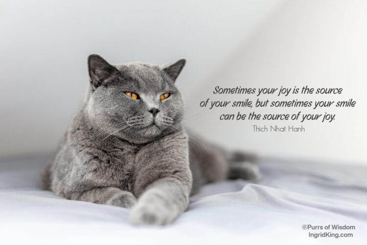 smiling-grey-cat