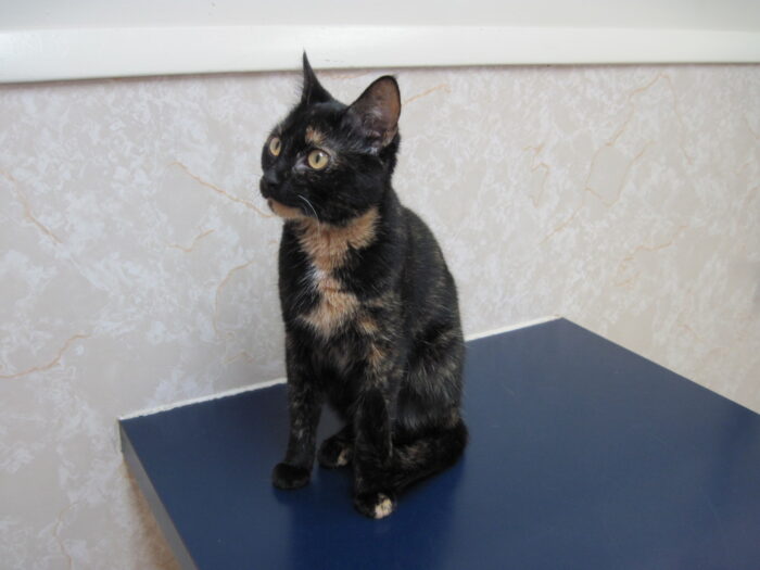 Allegra-kitten