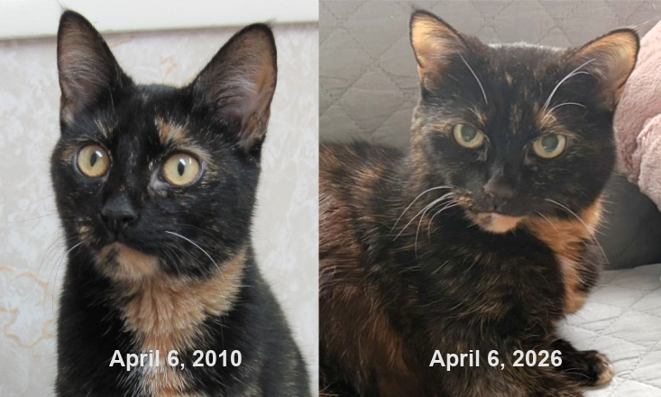 Allegra-adoption-anniversary