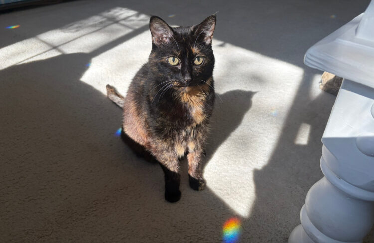 Allegra-light-dot