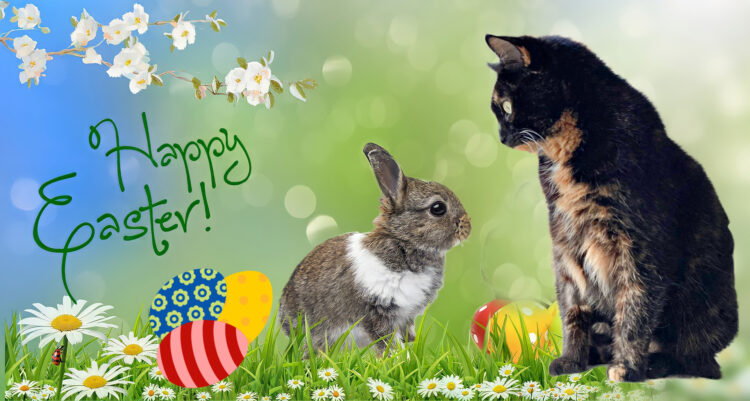 easter-bunny-cat
