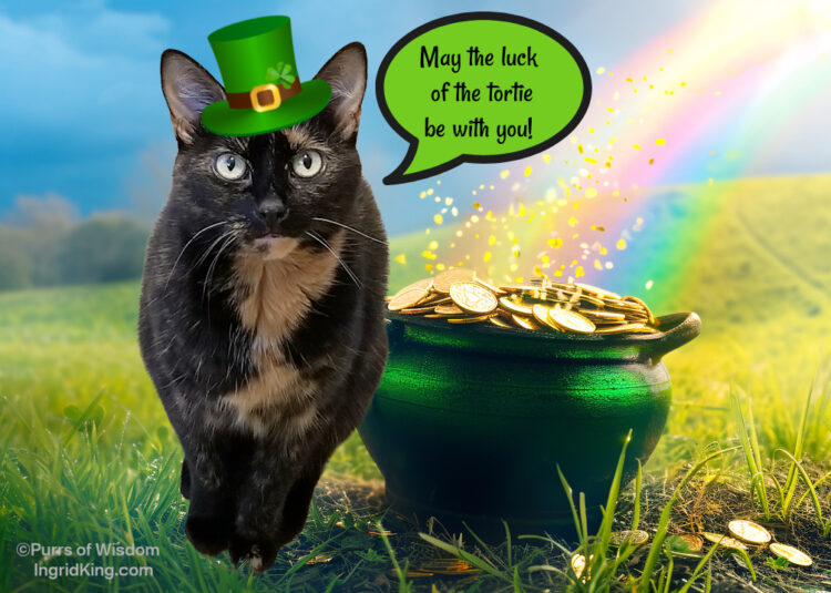 st-patrick's-day-cat