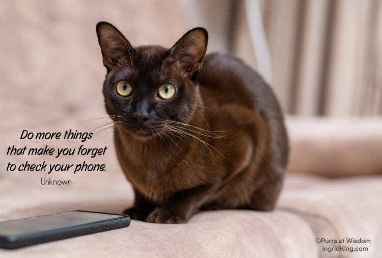 burmese-cat-with-cell-phone