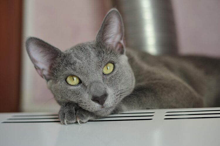 grey-cat