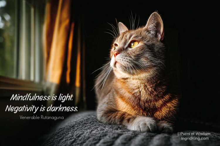 cat-window-light