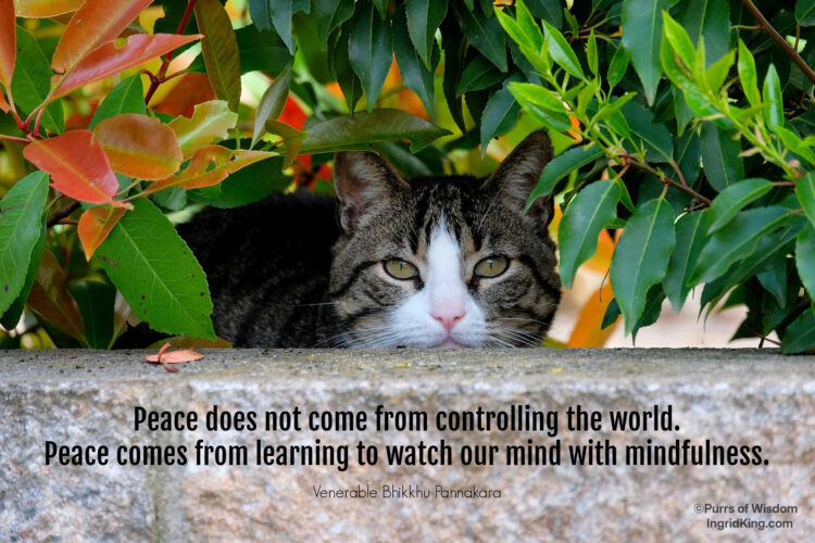 cat-on-wall-under-shrubs