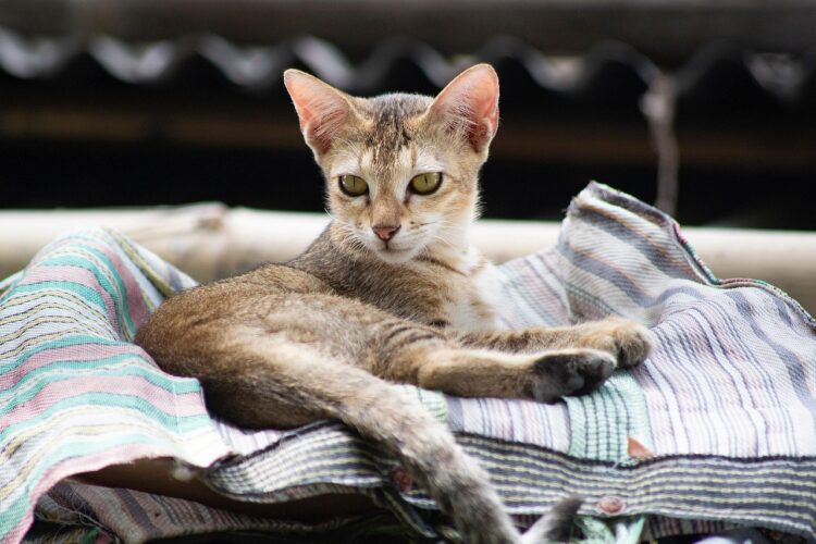 senior-cat-resting