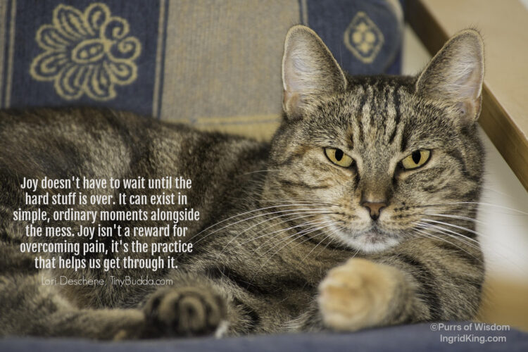 relaxed-tabby-cat