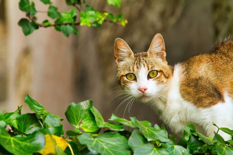 cat-with-ivy-plant