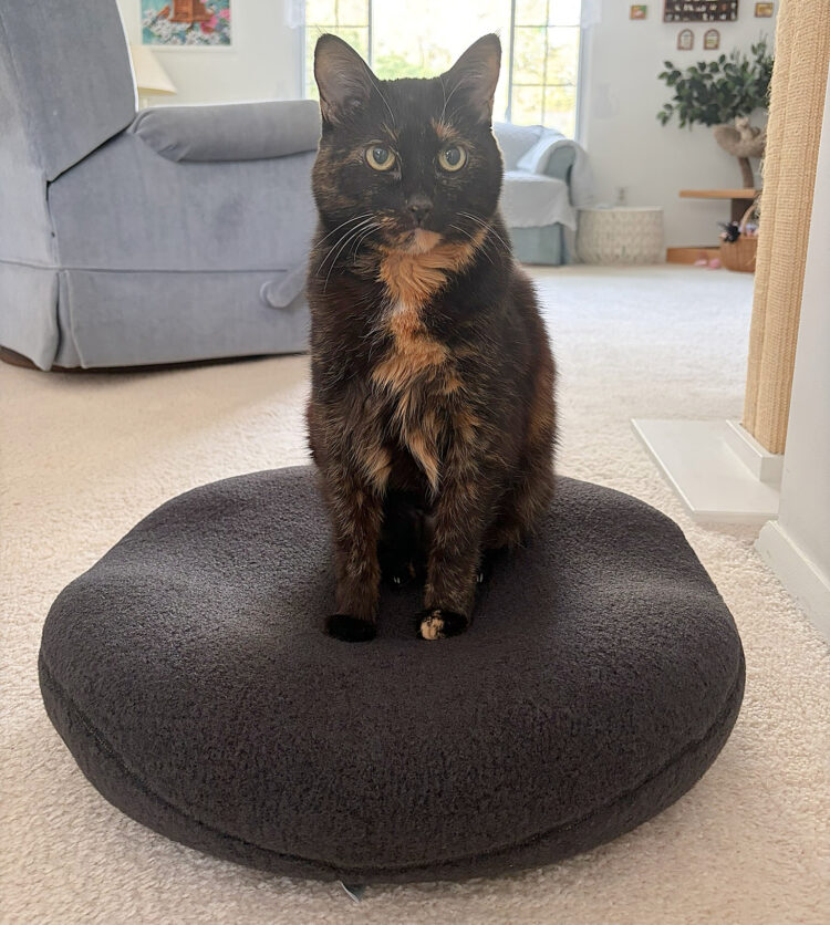 knead-orthopedic-bed
