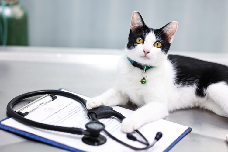 cat-friendly-vet-visit