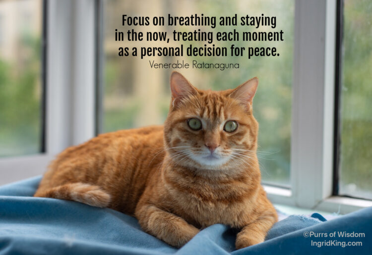 orange-tabby-window