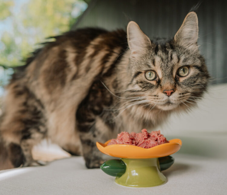 tabby-cat-eating