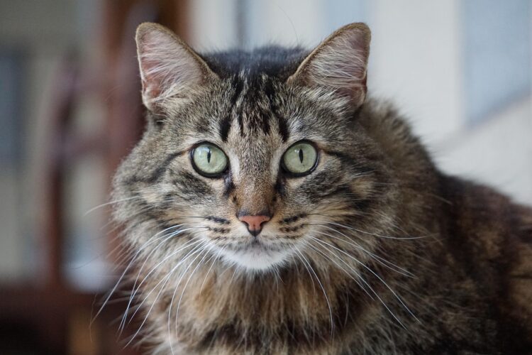 tabby-cat