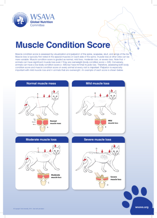 Muscle-condition-score-chart