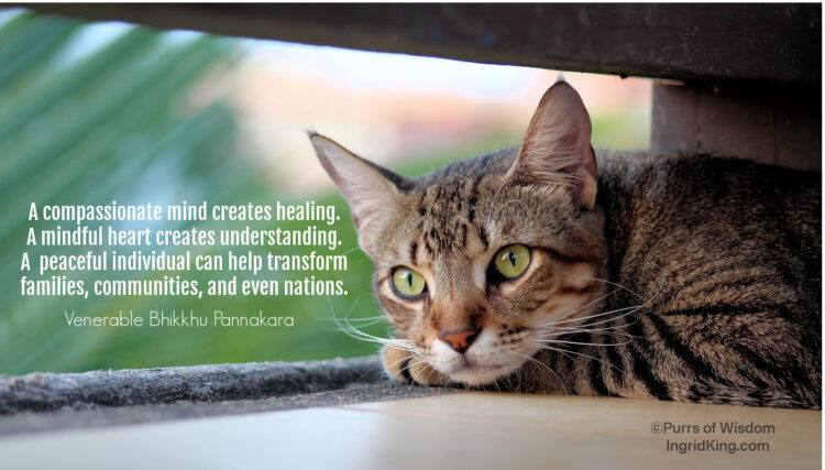 tabby-cat-on-windowsill