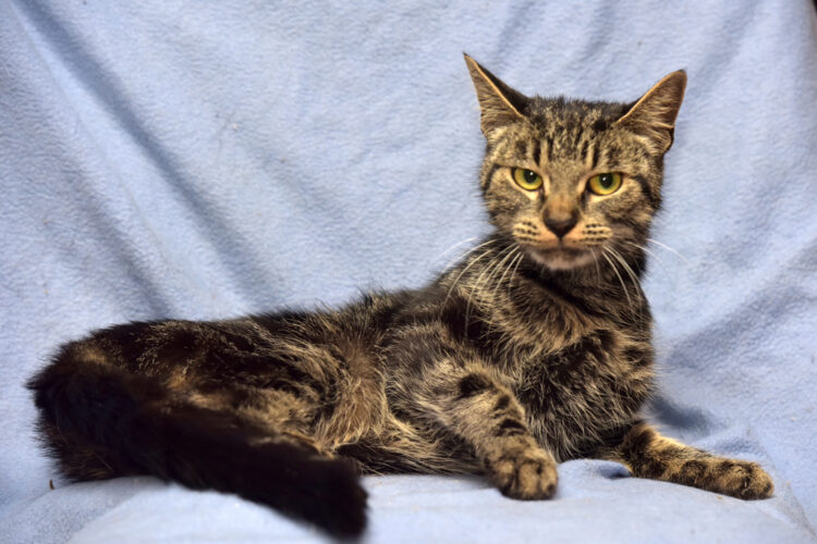 skinny-tabby-cat