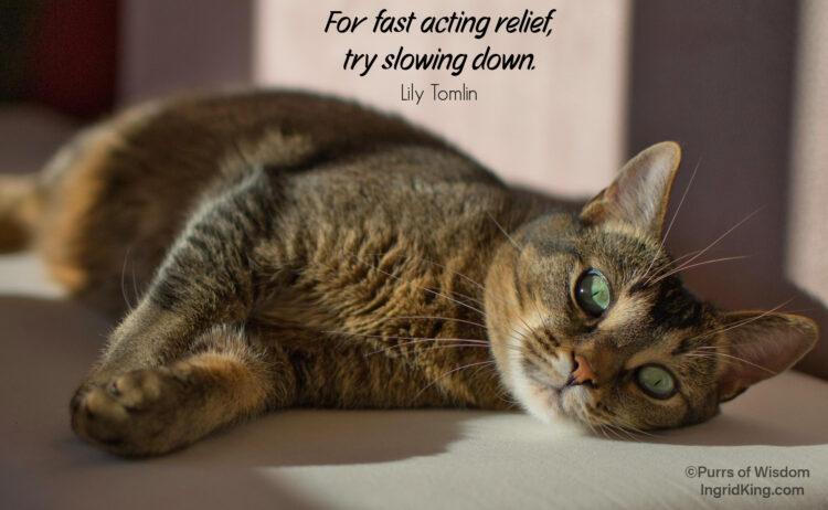 relaxed-cat