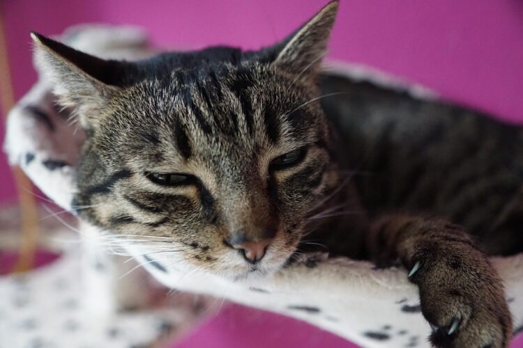 sick-cat-resting