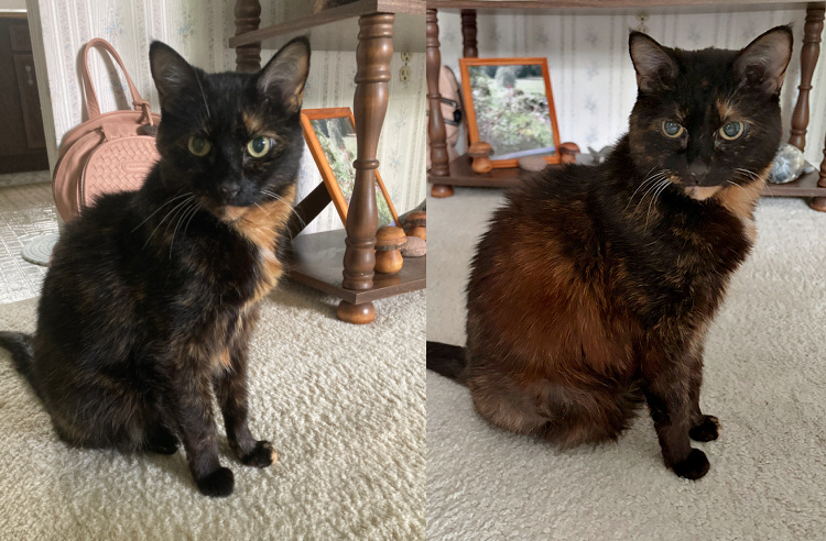 coat-color-changes-senior-cat