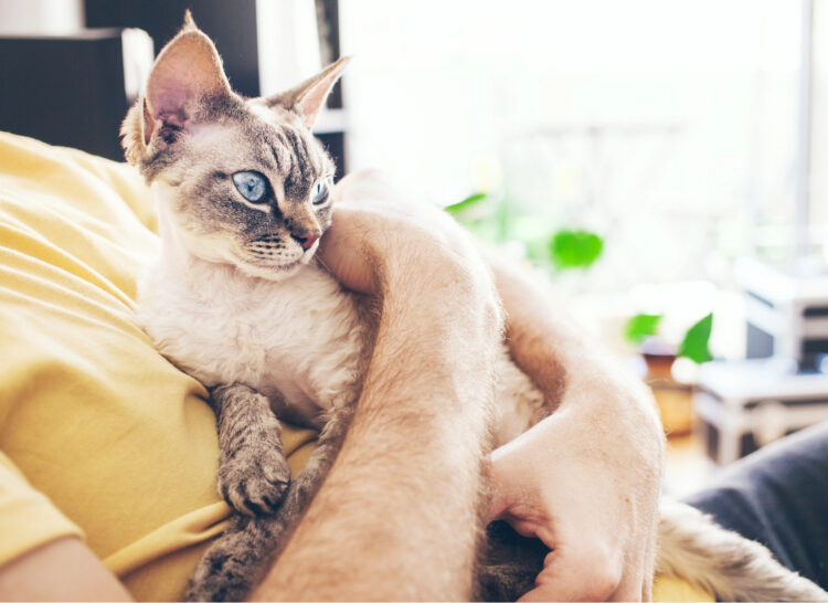 man-holding-cat