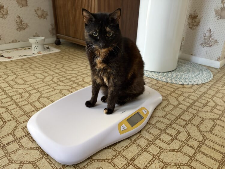 Allegra-on-scale