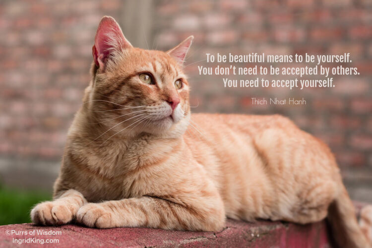 orange-tabby-cat