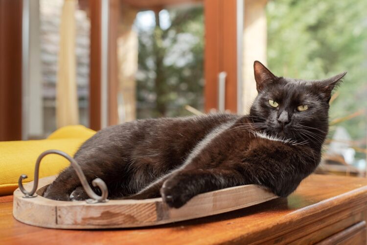 black-cat-sunny-window