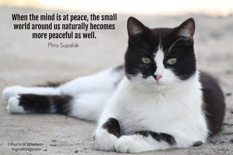 black-and-white-cat