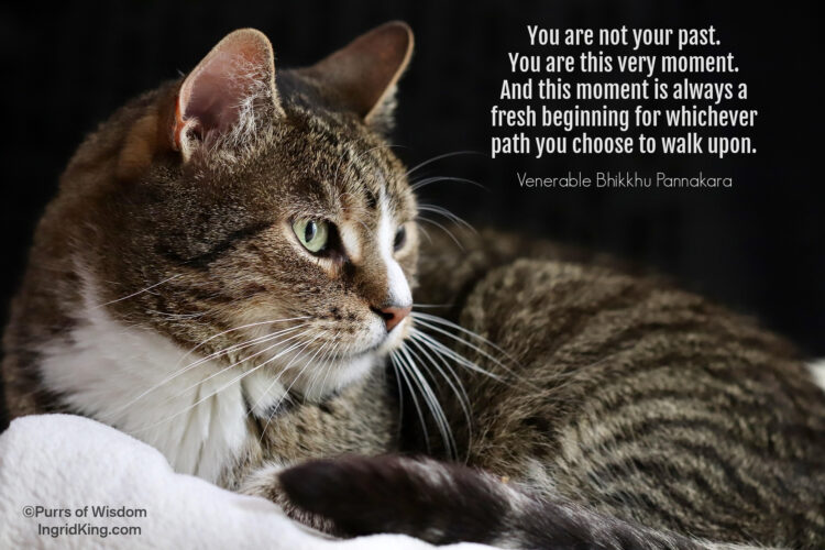 tabby-cat