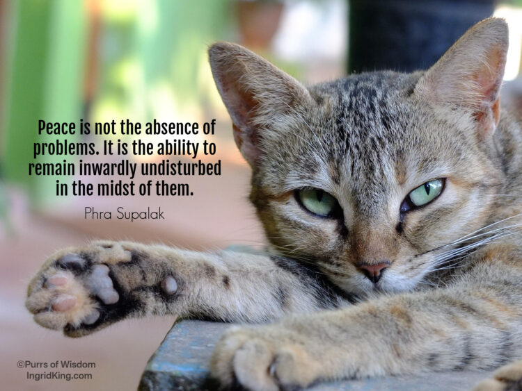 tabby-cat
