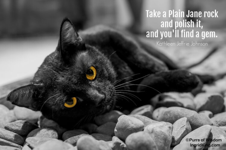 black-cat-on-rocks