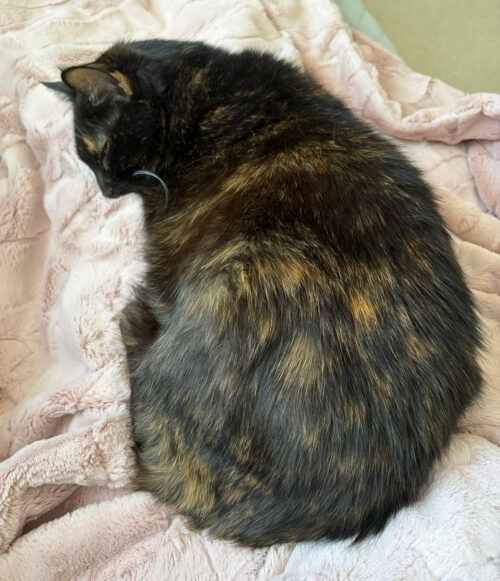 Allegra-tortoiseshell-cat-sleeping