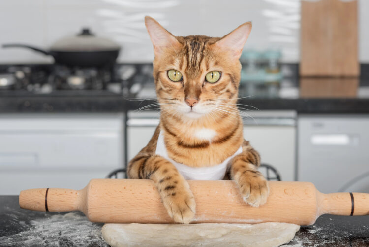cat-making-biscuits