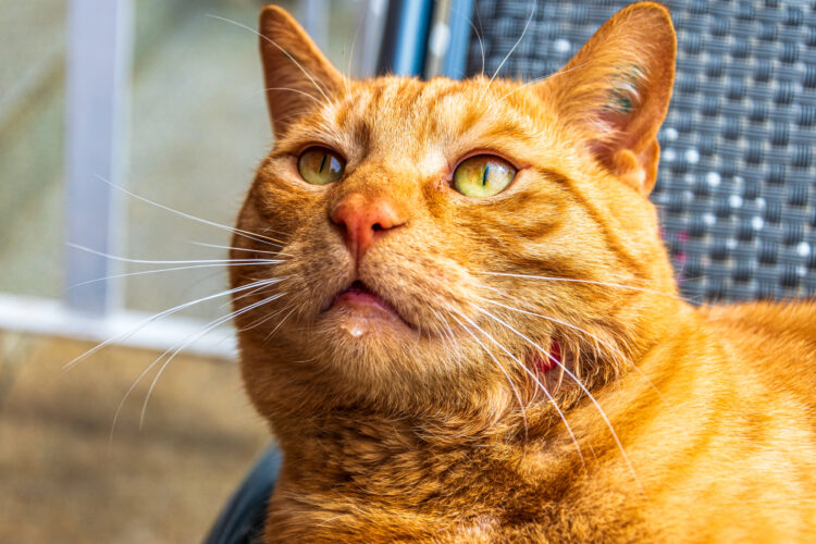 drooling-cat