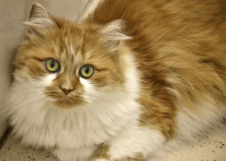 long-hair-white-brown-cat