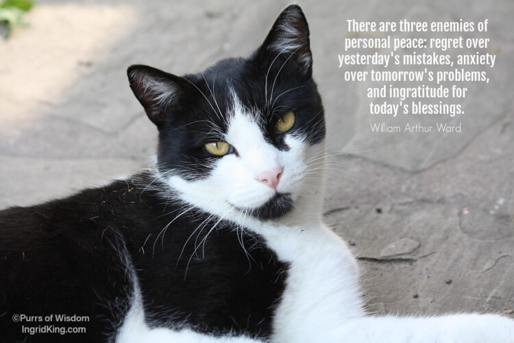 tuxedo-cat