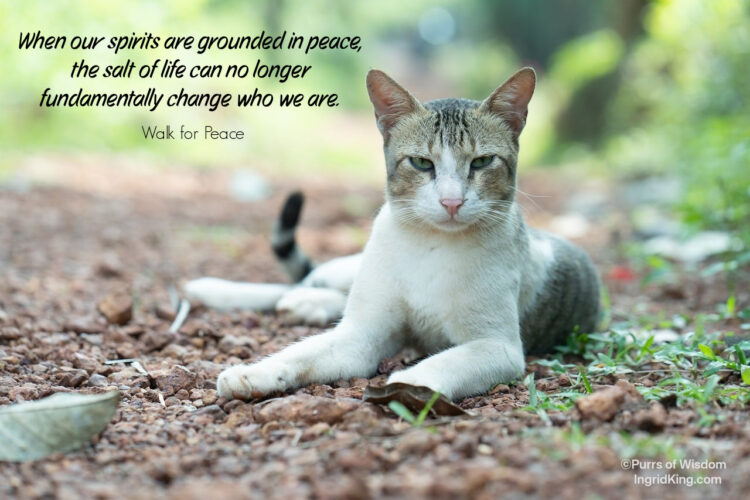 cat-resting-on-ground