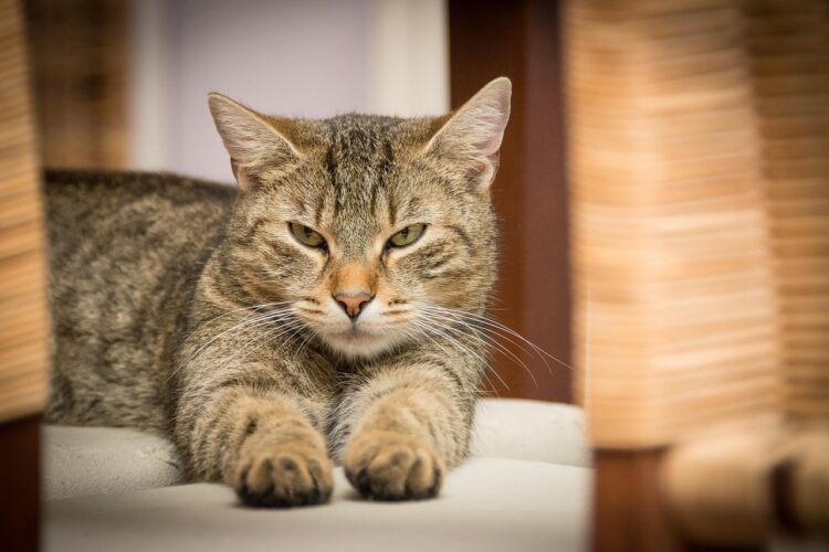 tabby-cat-resting