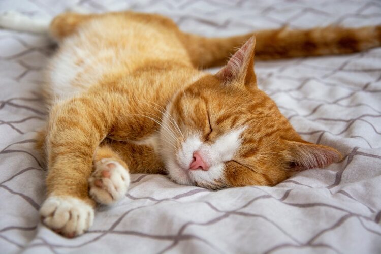 orange-tabby-sleeping